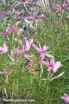 Epilobium fleischeri