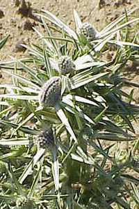 Eryngium variifolium