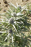 Eryngium variifolium