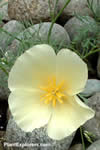 Eschscholzia californica