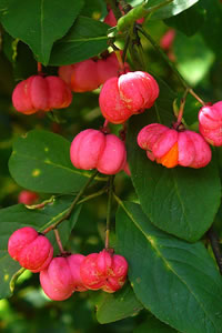Euonymus europaeus