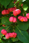Euonymus europaeus
