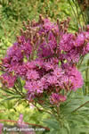 Eutrochium purpureum