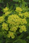 Euphorbia palustris