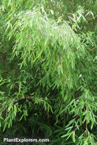 Fargesia nitida
