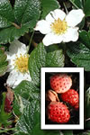 Fragaria chiloensis