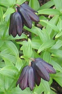 Fritillaria camschatcensis