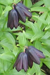 Fritillaria camschatcensis