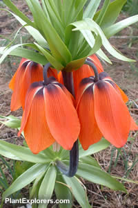 Fritillaria imperialis 'Rubra'
