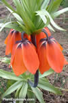 Fritillaria imperialis 'Rubra'