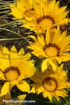 Gazania