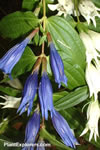 Gentiana asclepiadea