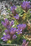 Gentiana septemfida