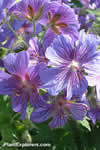 Geranium platypetalum