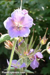 Geranium viscosissimum