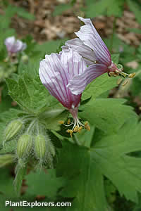 Geranium aristatum