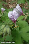 Geranium aristatum