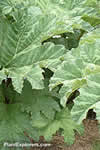 Gunnera tinctoria
