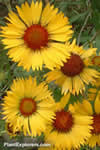Gaillardia aristata