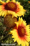 Gaillardia &times; grandiflora