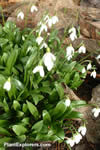 Galanthus ikariae
