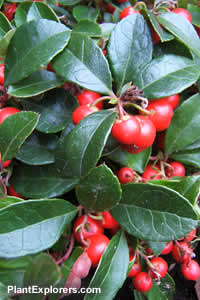 Gaultheria procumbens