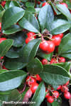Gaultheria procumbens