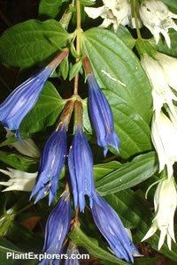 Gentiana asclepiadea 'mixed'