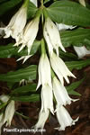 Gentiana asclepiadea 'alba'