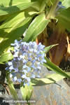 Gentiana tibetica