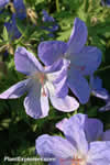 Geranium 'Johnson's Blue'