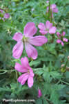 Geranium endressii