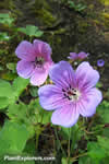 Geranium himalayense