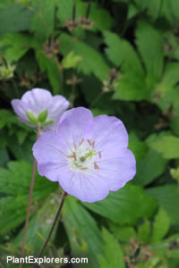 Geranium maculatum