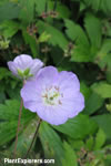 Geranium maculatum