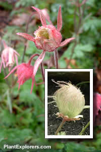 Geum triflorum