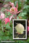 Geum triflorum