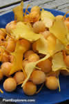 Ginkgo biloba