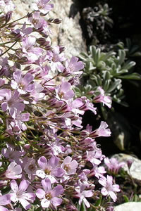 Gypsophila repens 'Rosea'