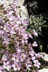 Gypsophila repens 'Rosea'
