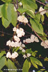 Halesia monticola