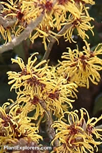 Hamamelis mollis