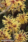 Hamamelis mollis
