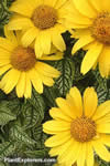 Heliopsis helianthoides