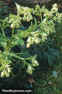 Helleborus foetidus