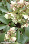 Helleborus � sternii