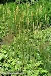 Heuchera cylindrica