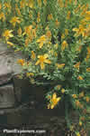 Hypericum olympicum