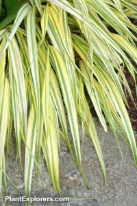 Hakonechloa macra 'Aureola'