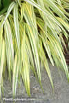 Hakonechloa macra 'Aureola'